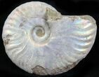 Silver Iridescent Ammonite - Madagascar #29883-1